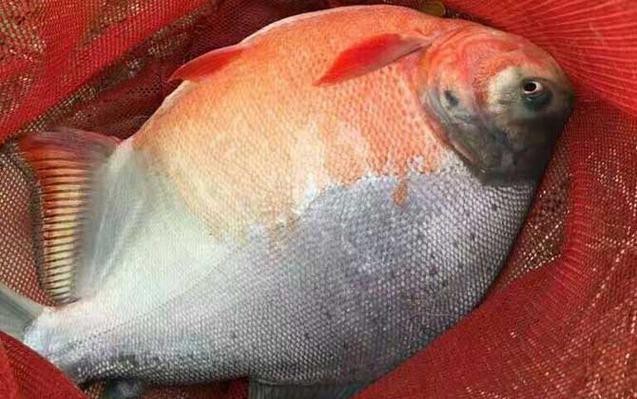 淡水鯧魚圖片