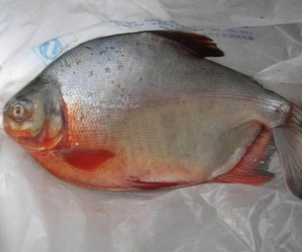 淡水鯧魚圖片