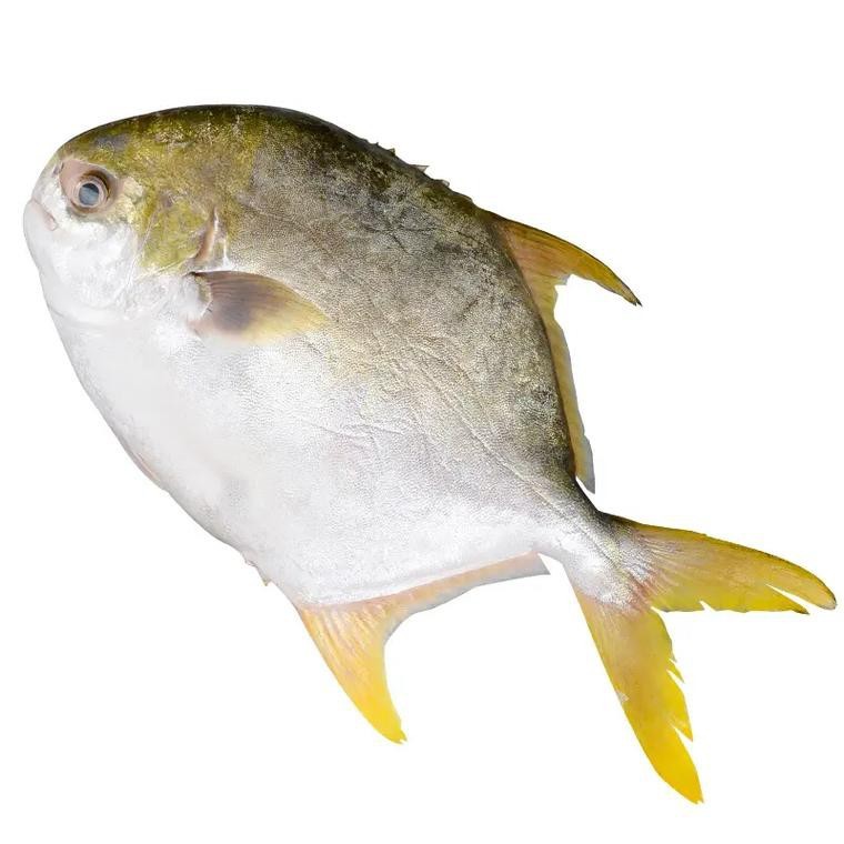 淡水鯧魚圖片