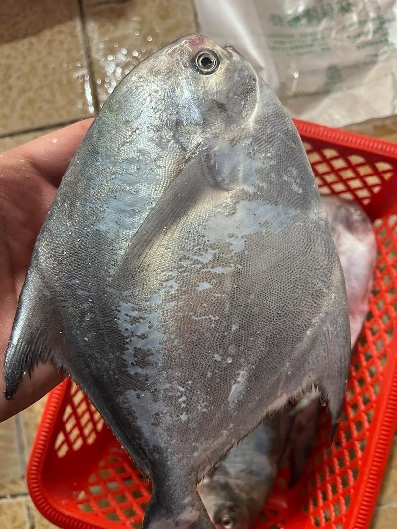 淡水鯧魚圖片