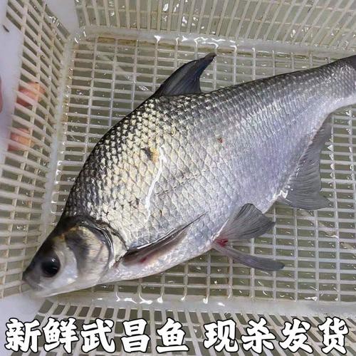 淡水鯧魚圖片