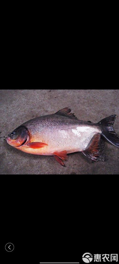 淡水鯧魚圖片