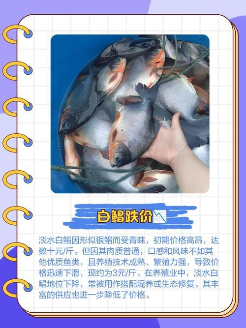 淡水鯧魚圖片