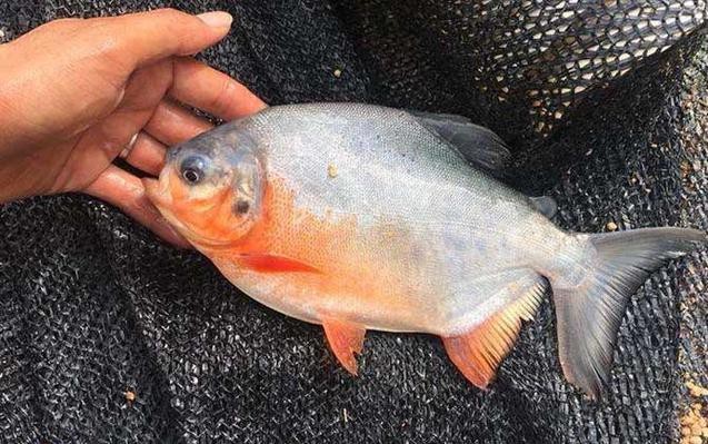 淡水鯧魚圖片