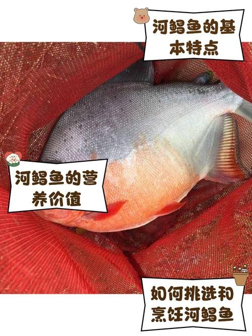 淡水鯧魚圖片