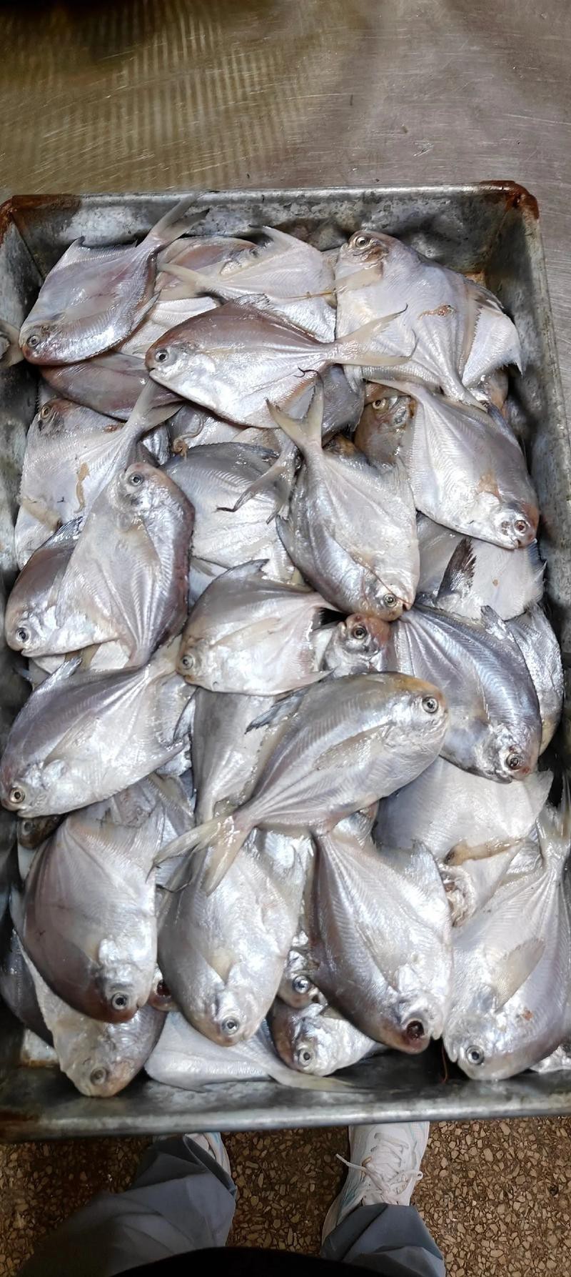 淡水鯧魚圖片
