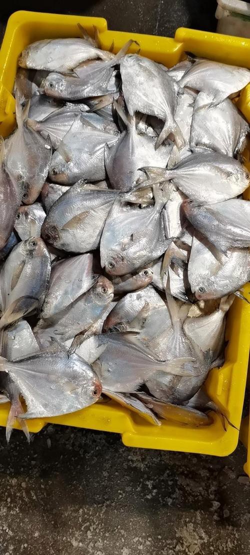淡水鯧魚圖片