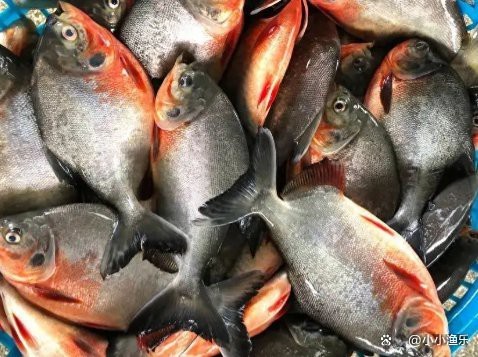 淡水鯧魚圖片