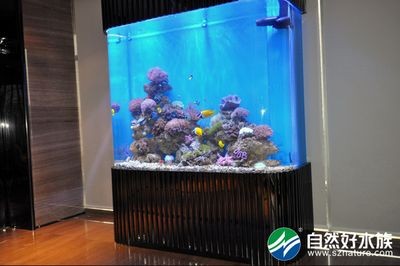 底濾魚缸清理方法：底濾魚缸處理魚屎的幾個步驟