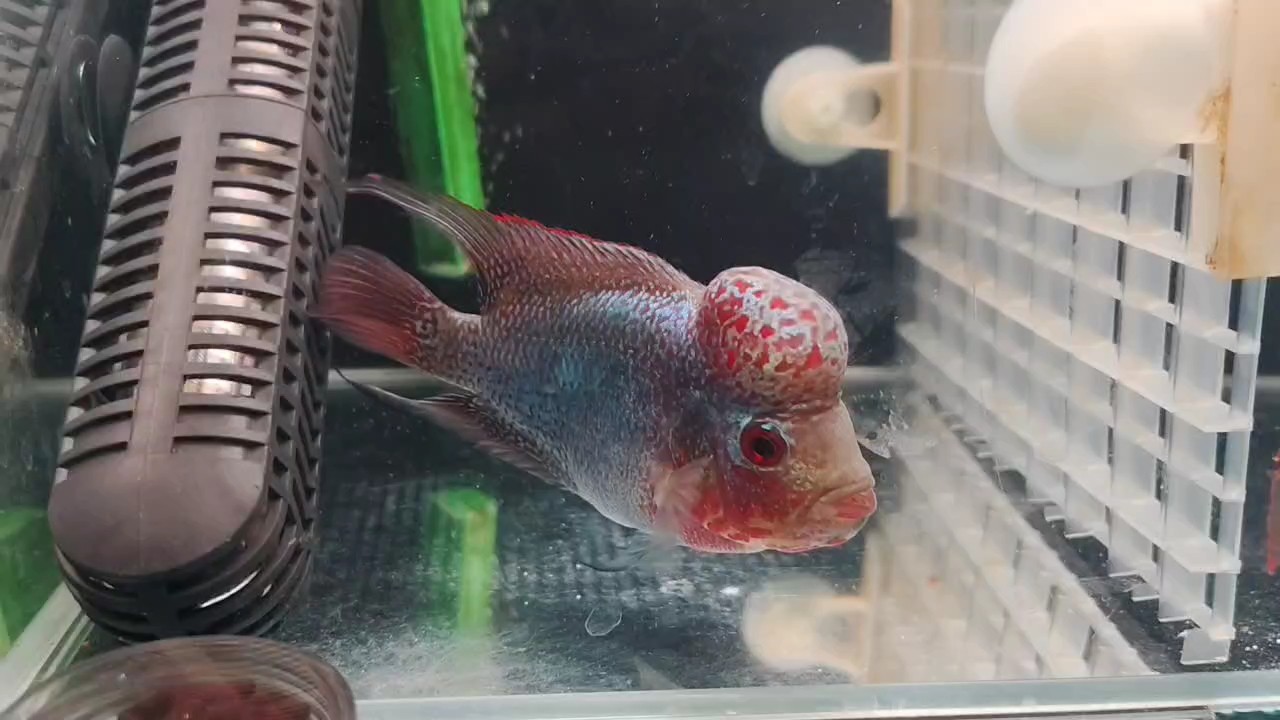 喂啥牌子的飼料起頭快？