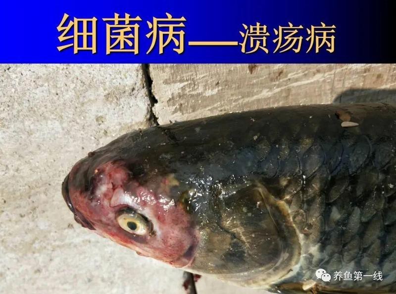 龍魚反復咀嚼是生病了嗎？