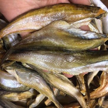龍魚批發市場一手貨源（選擇哪個地方批發龍魚最好賣）