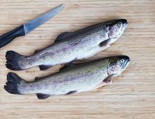 虹鱒魚