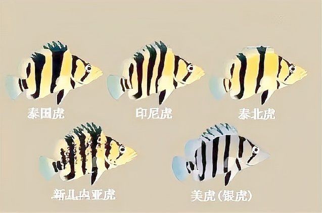 虎魚種類 虎魚種類 龍魚論壇 第1張