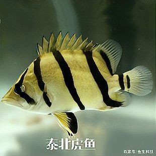 虎魚種類 虎魚種類 龍魚論壇 第5張