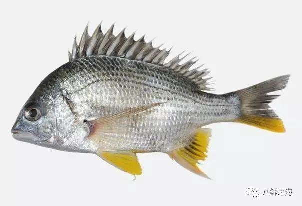鯛魚十大品種