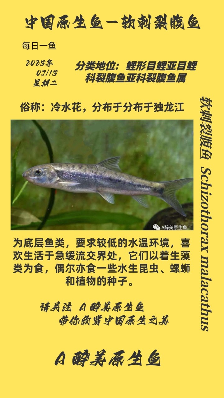 軟刺裂腹魚