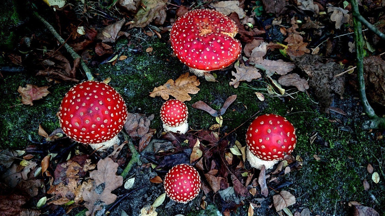 獅子魚有毒的嗎？