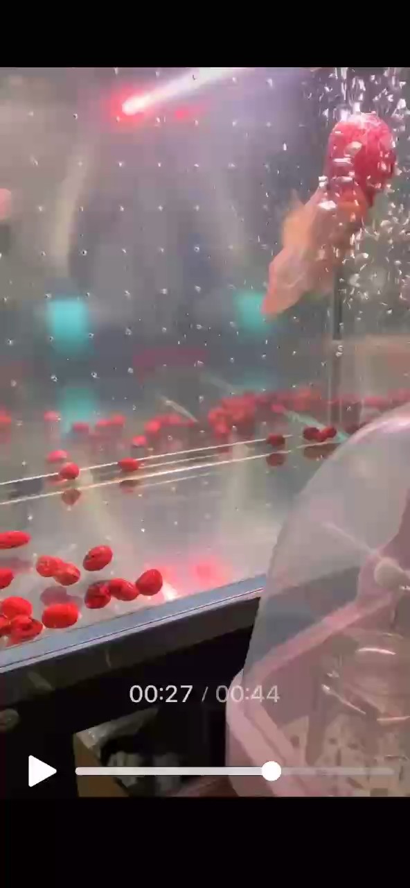 幫我看看這條魚怎么了哦，殺蟲沒用，每天都會好幾次