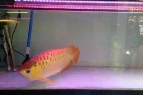 龍魚的藥劑對其他魚有害嗎圖片視頻：龍魚使用的藥劑對其他魚類可能有害，龍魚藥劑對其他魚有害