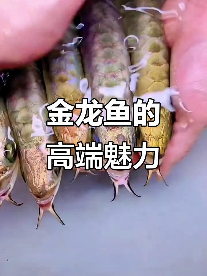 金龍魚觀賞大全視頻
