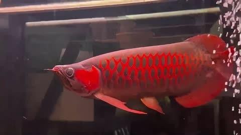 超血紅龍魚(yú)發(fā)色飼料推薦