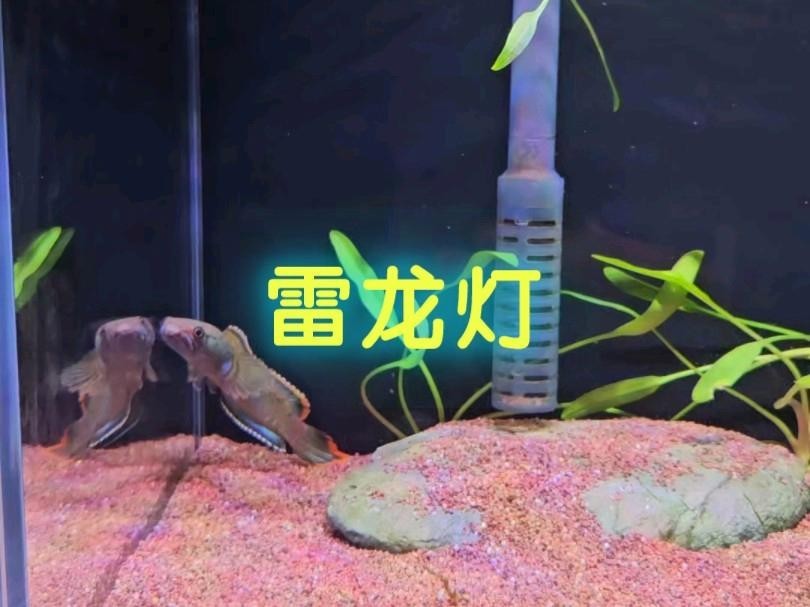 雷龍魚用什么燈比較好