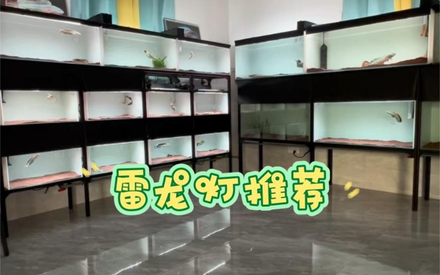 雷龍魚用什么燈比較好