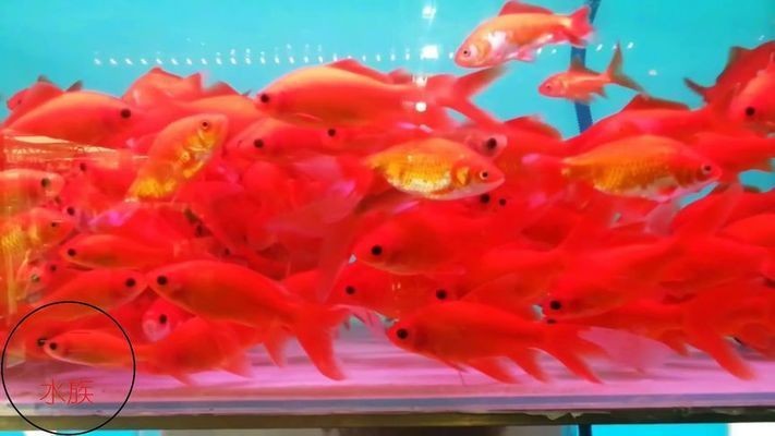 紅色的魚缸魚（紅色魚類的種類及種類介紹）