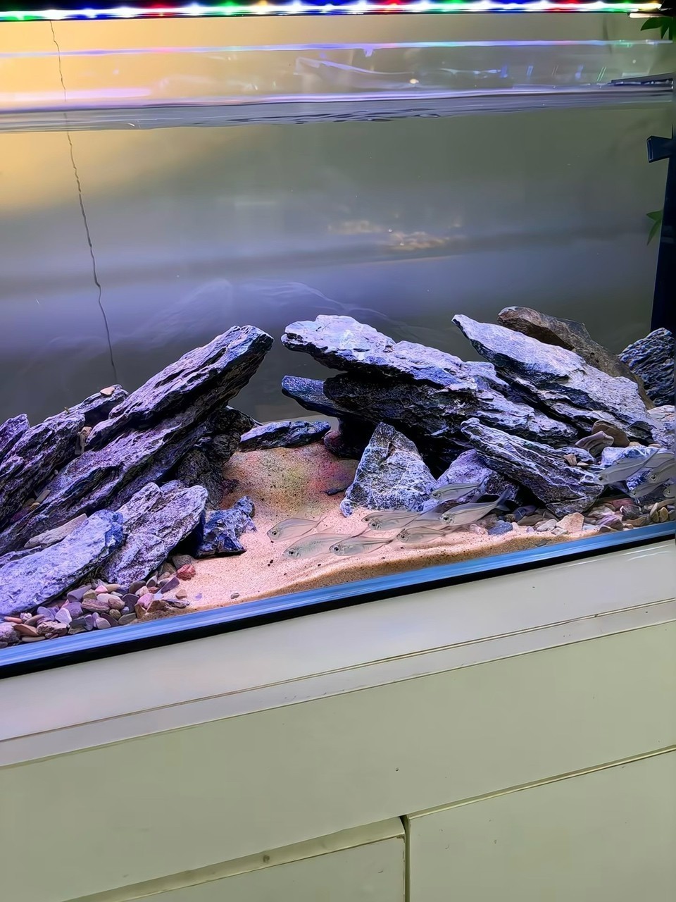 造景日記：闖缸魚先享受大平層