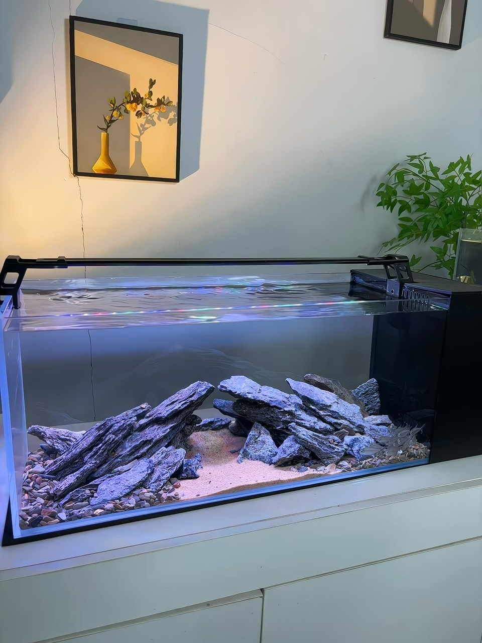 造景日記：闖缸魚先享受大平層