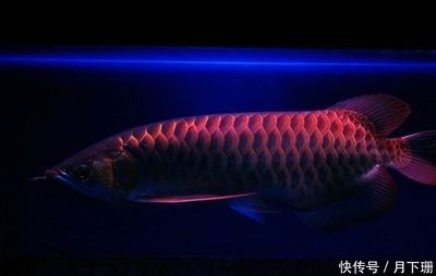 金龍魚幼年照片高清：關于金龍魚幼年期的一些信息