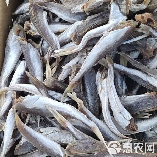 紅頭魚與紅魚的區(qū)別