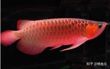 紅龍魚代表什么意思啊：紅龍魚在風水中的作用與應用