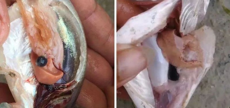 有哪些藥物可以治療龍魚內(nèi)臟外露？