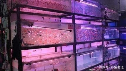 龍魚去哪里批發最好賣：廣州花地灣越和花鳥魚蟲市場、廣州花地灣越和花鳥魚蟲市場