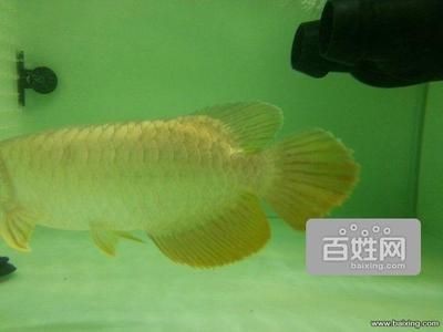 龍魚去哪里批發最好賣：廣州花地灣越和花鳥魚蟲市場、廣州花地灣越和花鳥魚蟲市場