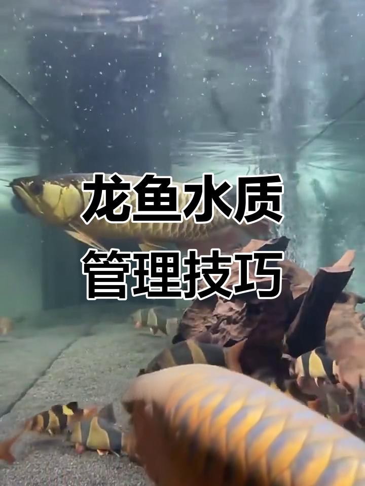 高背龍魚的最佳飼養環境