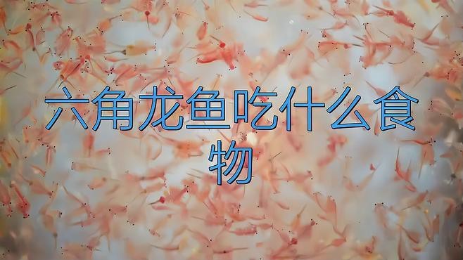 六角龍魚吃什么食物比較好？ 六角龍魚吃什么食物比較好？ 龍魚百科 第3張