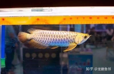 金龍魚挑選技巧和方法：挑選金龍魚的技巧和方法