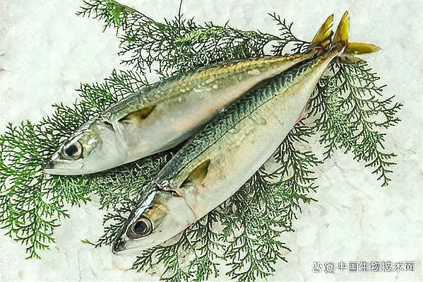 鯖魚是中國(guó)哪里產(chǎn)的