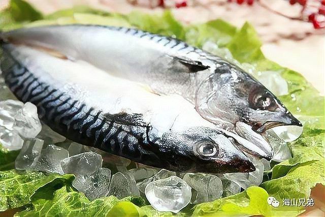 鯖魚是中國(guó)哪里產(chǎn)的