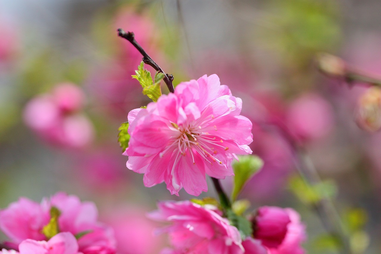 鄢陵縣盛隆花木有限責(zé)任公司（鄢陵縣盛隆花木有限責(zé)任公司電話）