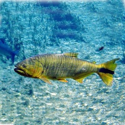 魚缸過濾器聲音太大（如何自制魚缸過濾器消音裝置？）
