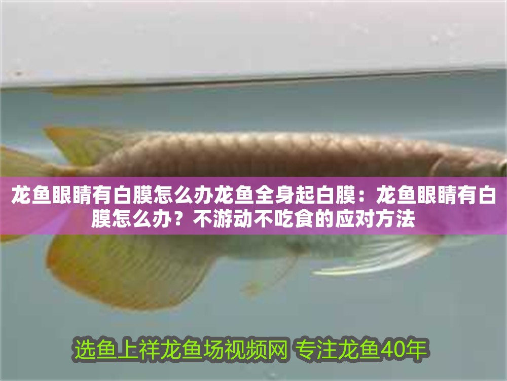龍魚眼睛有白膜怎么辦龍魚全身起白膜：龍魚眼睛有白膜怎么辦？不游動不吃食的應對方法