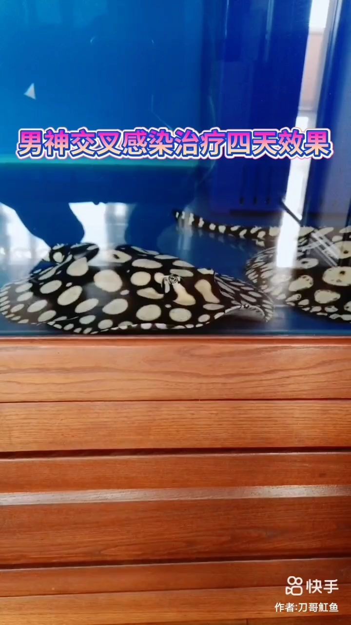 黑龍江龍魚一月多少錢：黑龍江龍魚一個月多少錢？