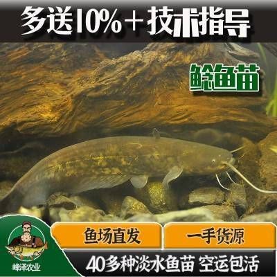 胡子鯰魚苗哪里有賣