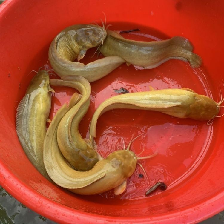 胡子鯰魚苗哪里有賣