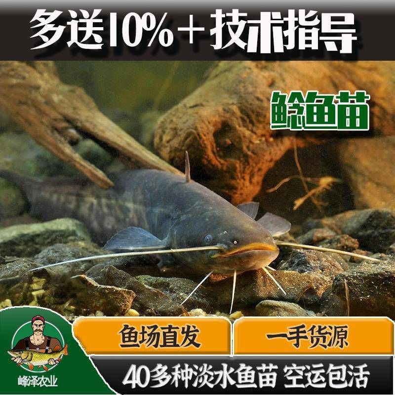 胡子鯰魚苗哪里有賣