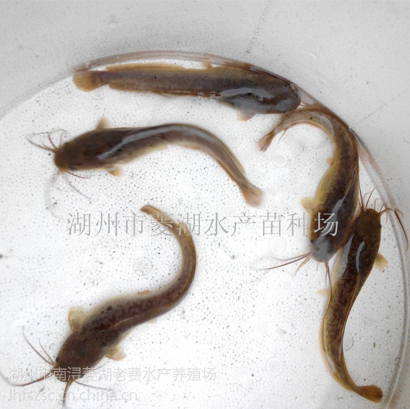 胡子鯰魚苗哪里有賣